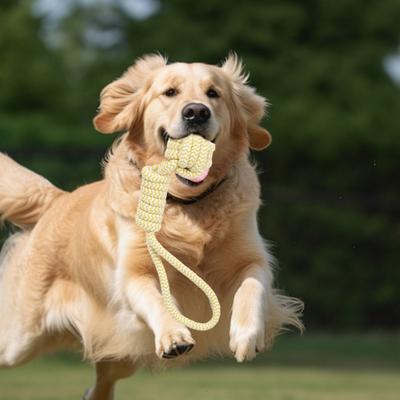 Cani – Giocattoli per cani