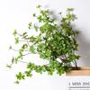 Pierisjaponica Simulated Green Plant Landscape Simulation Tree Indoor Decoration