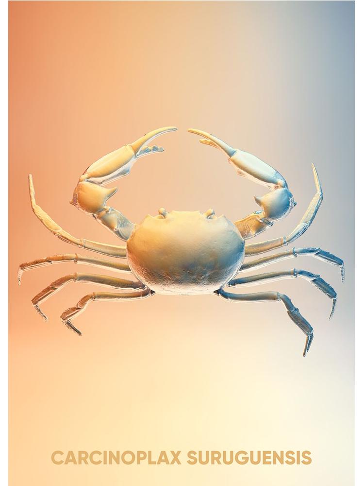 Vintage Crab Ocean Animals Posters Print Canvas Painting Scallop Sea Star Nordic Wall Art For Living Room Home Decoration Mural