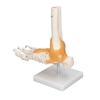 Human Foot Model Anatomical Ankle Skeleton Bones with Ligament 1 To 1 Life Size Mold