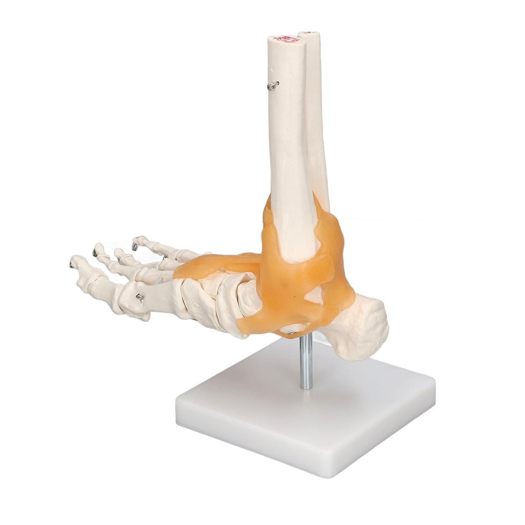 Human Foot Model Anatomical Ankle Skeleton Bones with Ligament 1 To 1 Life Size Mold