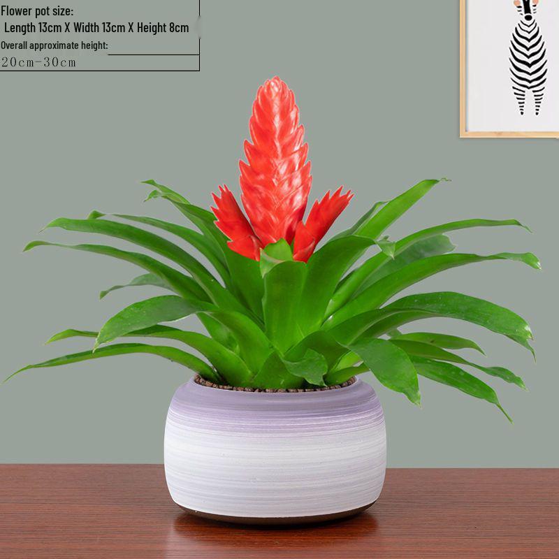 Jade Fan: Indoor Easy-Care Green Plant for Wealth & Blooms