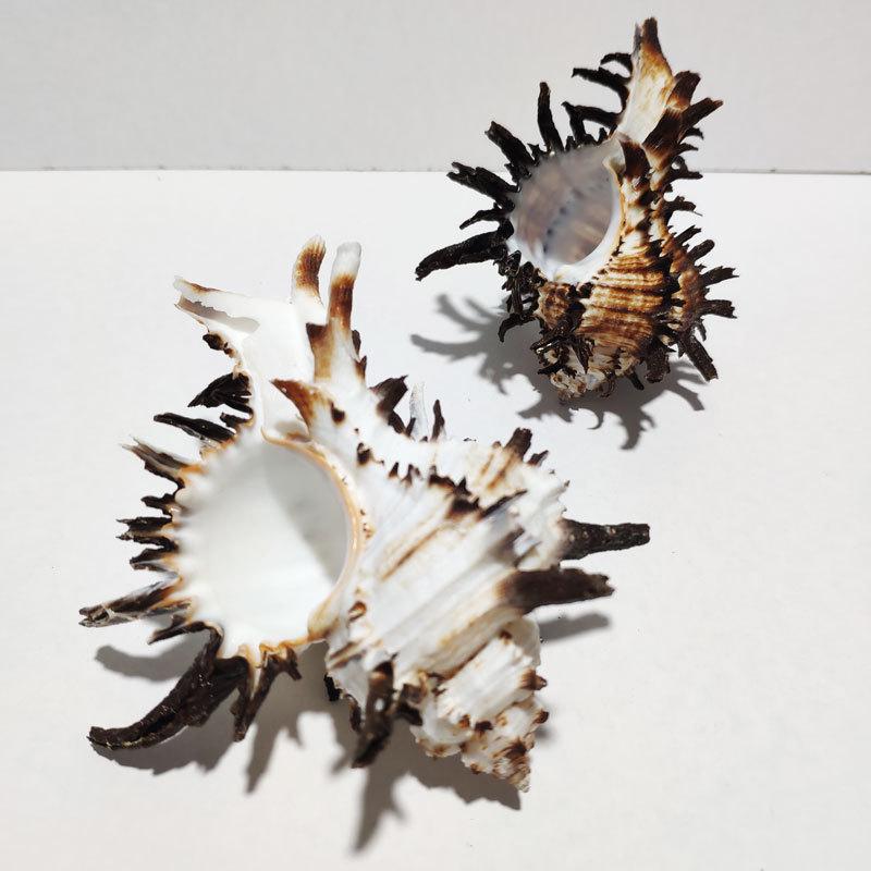 Natürliche Muscheln: Schwarze Tausendblüten-Chrysanthemen-Muschel Stacheliger Ball Knochen für Dekoration & Fotografie Requisiten