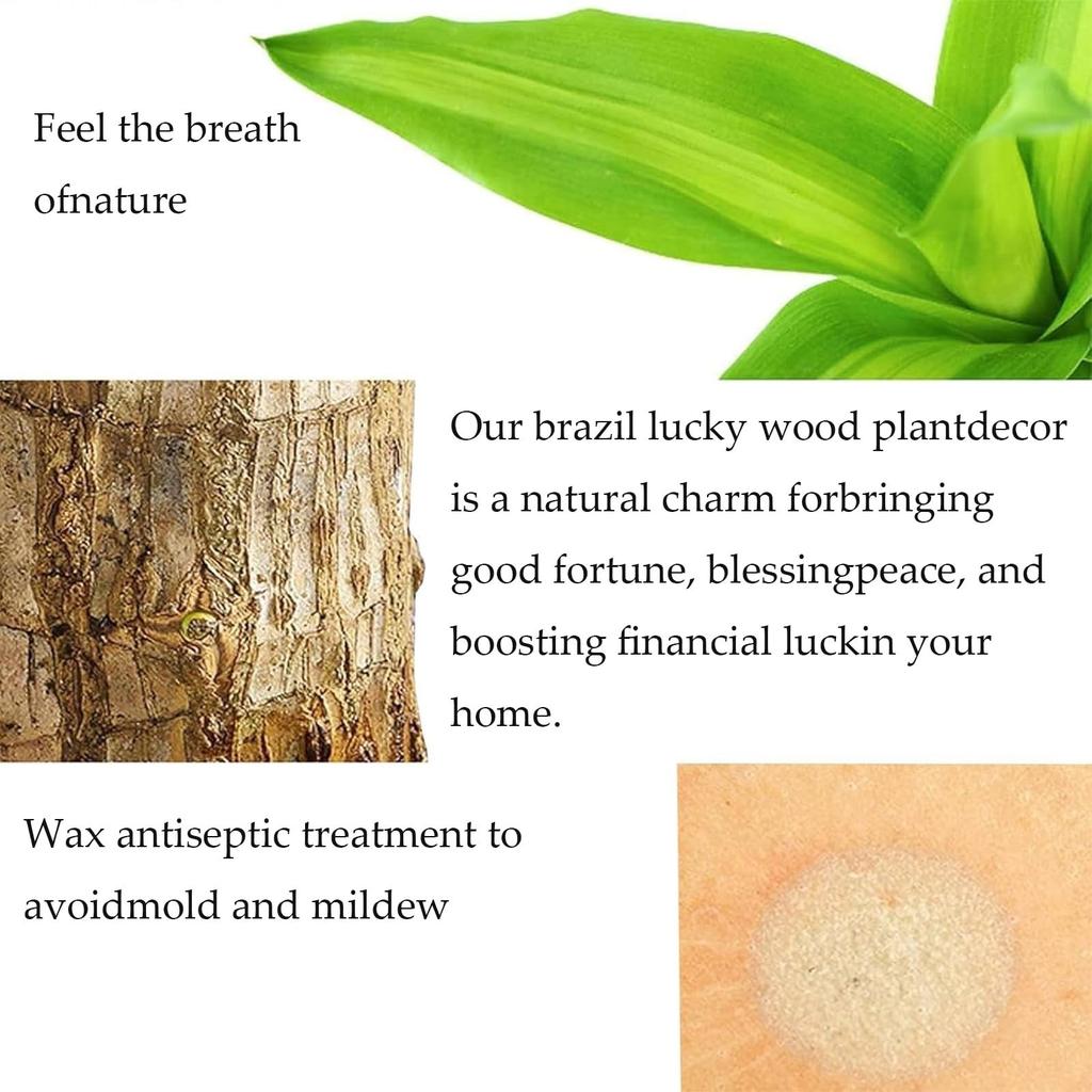 Brazilian Wood Is A Nice Tree Grown In Water For Four Seasons. It Is An Easy-to- Plant Grown In Water Indoors.