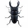 Genuine Gacha Scale Model Simulation Insect Model Collection Piece of A Giant Flat-bottomed Beetle Insect Model