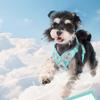 Adjustable X Shaped Dog Harness Vest Escape-Proof Lightweight Puppy Cat Chest Straps Breathable with Strap Puppy Leading Rope