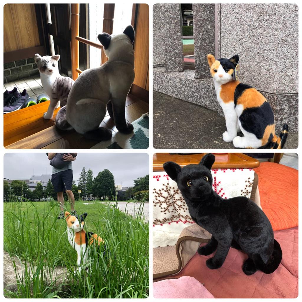 Tiger Tale Toys Realistic Cat Plush Cute Pet for Girls and Boys Toy, 35cm, Cat, (American Shorthair)