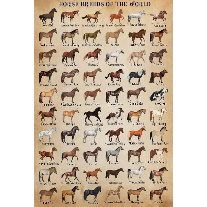 Horse Knowledge Metal Tin Sign Horse Breeds Of The World Retro Poster School Education Country Farm Cafe Living Room Bathroom Kitchen Home Art Wall