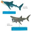 Carolata Shark Family 3D Encyclopedia 9 Species Includes Instruction Manual and Realistic Figure Box Toy Educational Toy Gift Present Food Sanitation