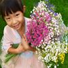 10pcs 55cm 108 Head Full Sky Star Simulation Flowers Plastic Flowers Home Decoration Flower Hand-Held flowers Fake Flowers