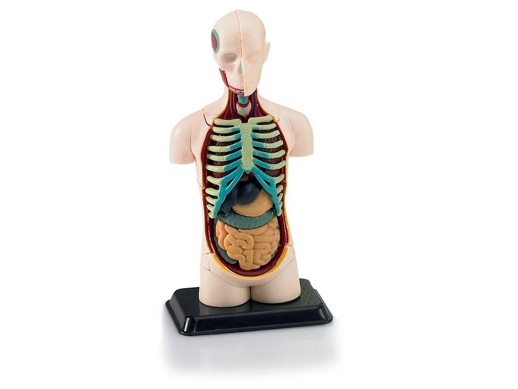 German Level Anatomical Model Heart Anatomy 02101 Plastic Model 1/2