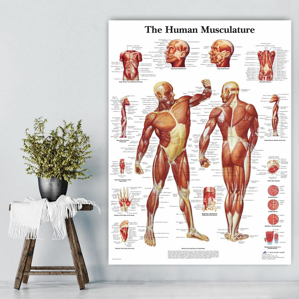 Anatomical Muscular System Poster Human Body Anatomy Chart Medical Educational Canvas for School Decor