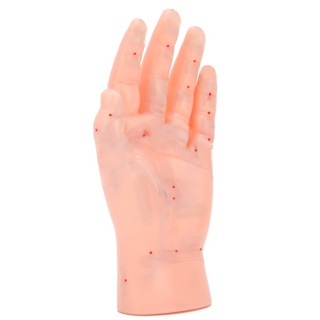 Linke Hand Akupunkturpunkt Modell Hand Akupunkturpunkt Massage Reflexzone Lehrmodell