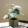 Artificial Turtle Back & Caladium Leaf Plants - Small Potted Decorations for Office, Living Room, or Coffee Table