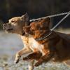 Double Head Pet Traction Rope Traction Belt Dog Traction Double Buckle Chain For Two Dog Leash Running Walking