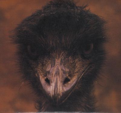 CD KASUTERA  Bird CSCL1104 CBSSony 1990 Japan Rock Used