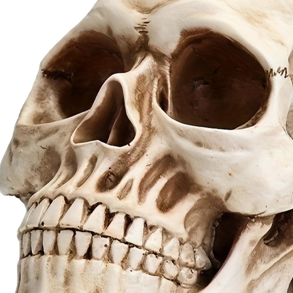 Halloween Skull Shaped Figurine Resin Horror Skull Statue Life Size Skeleton Figure for Holiday Party Indoor Desk Decor