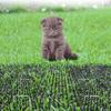 20Pcs Cat Scat Spike Mats - Anti Digging Flexible Pet Safe Deterrent Spike Pad for Outdoor Garden 49cmX13cm