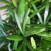 Bambusa multiplex 'Golden Bamboo': Large Evergreen Indoor Plant, Air-Purifying Foliage in Pot
