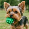 Welpen Quietschball Spielzeug Quietschender Hundeball