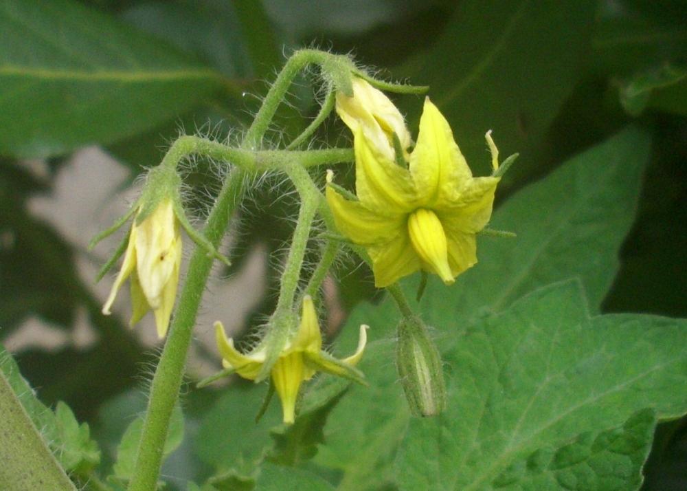 SAFLAX Pomodoro - San Marzano - 10 semi - Lycopersicon esculentum