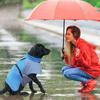 Dog Raincoats For Large Dogs Raincoat For Dog Adjustable Lightweight Dog Puppy Apparel Outdoor Pet Rain Gear Full Coverage For