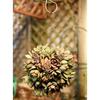 15cm Retro Iron Ball Shape Succulent Pot Metal Hanging Planter Plant Holder
