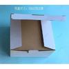 Cat kidney pathological health anatomical model feline pet teaching AIDS Veterinary medical model
