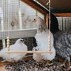 Wooden Chicken Swing Toy Parrots Perch Stand Hanging Bird Cage Accessories for Macaw Cockatiels Conures Finches Chicken Toys