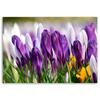 Canvas Print, Meadow with Crocuses
