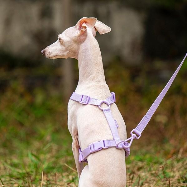 Petrium Light Koşum Köpek Koşumu Göğüs Kayışı Tasma, Mor M