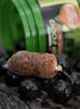 Carp food boosted hookers - kulki haczykowe 18mm/300g ananasowy sok