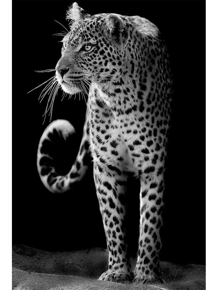 

Современные постеры с дикими африканскими животными, мальчиком и гепардом и принтом, холст, картина, настенная художественная картина для гостиной, домашний декор, Cuadros 21x30cm No Frame