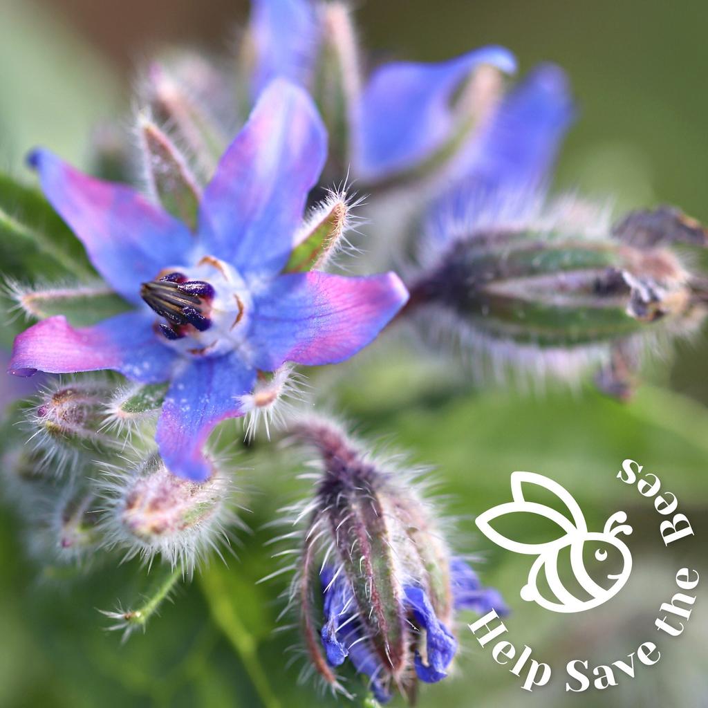 Help Save the Bees Seeds Set / 20 Set Nectar-rich Plants / Bee-friendly Set / Flowers / Pollen / 100g