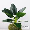 Nordic Style Simulation Green Plant Canna Potted Plant Office Fake Green Plant Landscaping Ornament Real Leaves