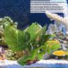 Plastic Aquarium Artificial Vivid Shape High Simulation Water Plant Accessory for Fish Tanks