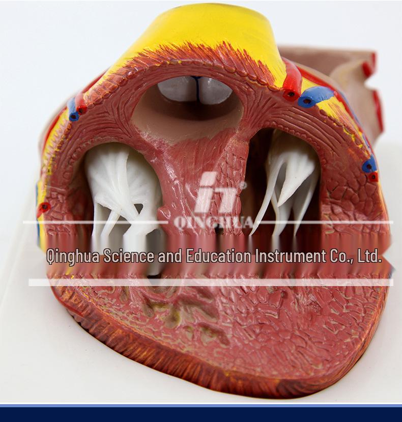 Authentic Human Heart Anatomy Model with Detachable Parts, B-Ultrasound & Color Ultrasound Compatible, 5:1 Scale