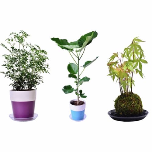 Yamato Plastic Clear Plate, No. 7, Clear