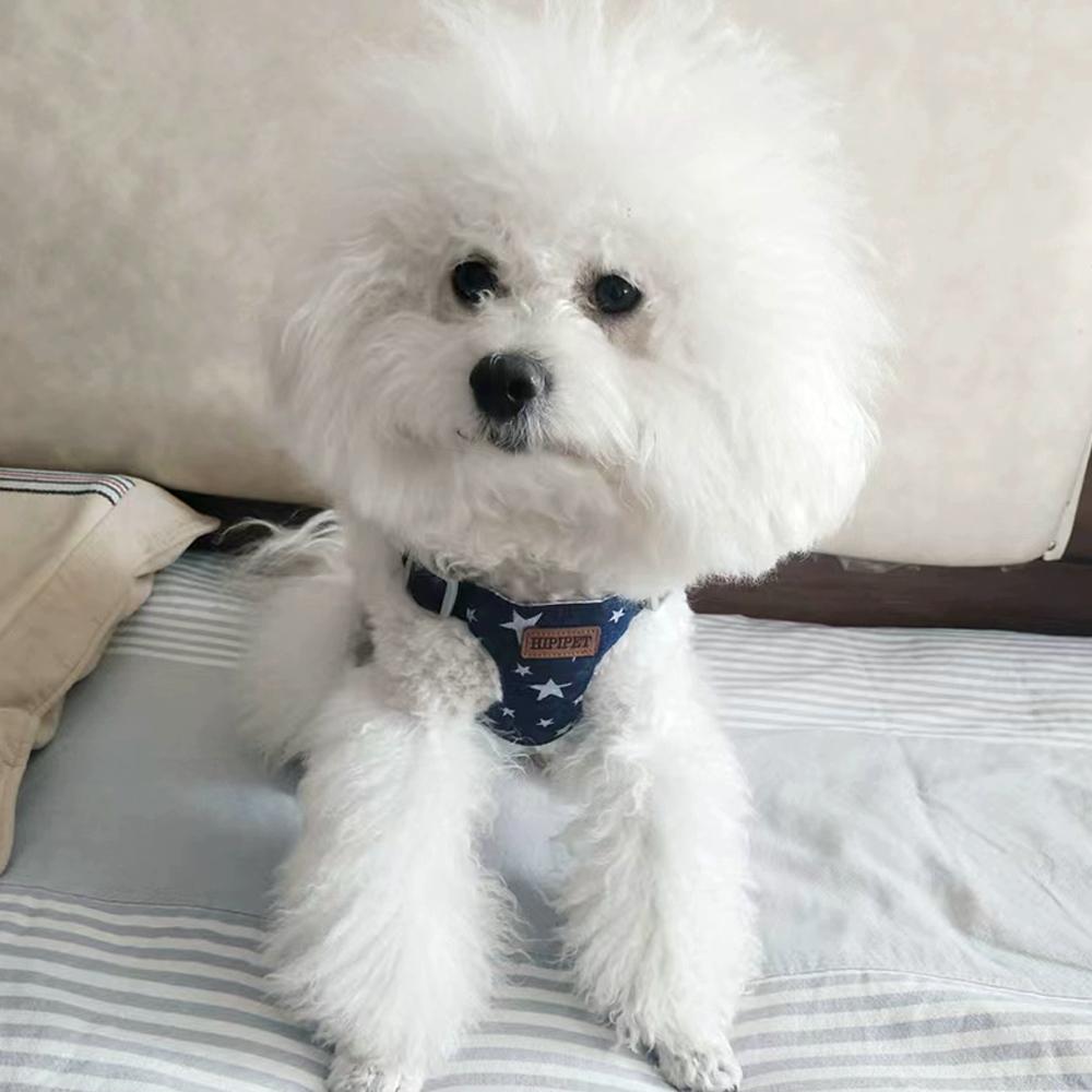 Hundegeschirr-Set mit 2M Leine Denim-Geschirr Verstellbarer Gurt für kleine und mittlere Hunde Katzen Hundezubehör Outdoor für Bichon Frisé