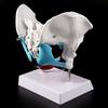Female Pelvis Pelvic Floor Muscle Model Uterus Ovary Muscle Teaching Resources Educational Removable