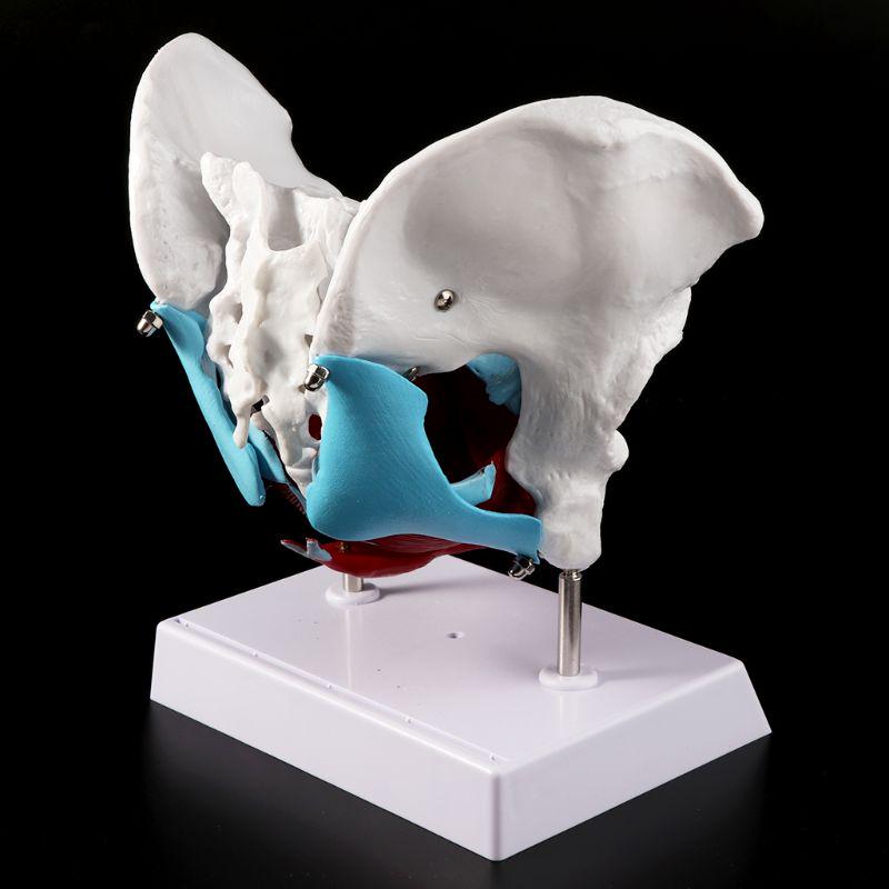Female Pelvis Pelvic Floor Muscle Model Uterus Ovary Muscle Teaching Resources Educational Removable