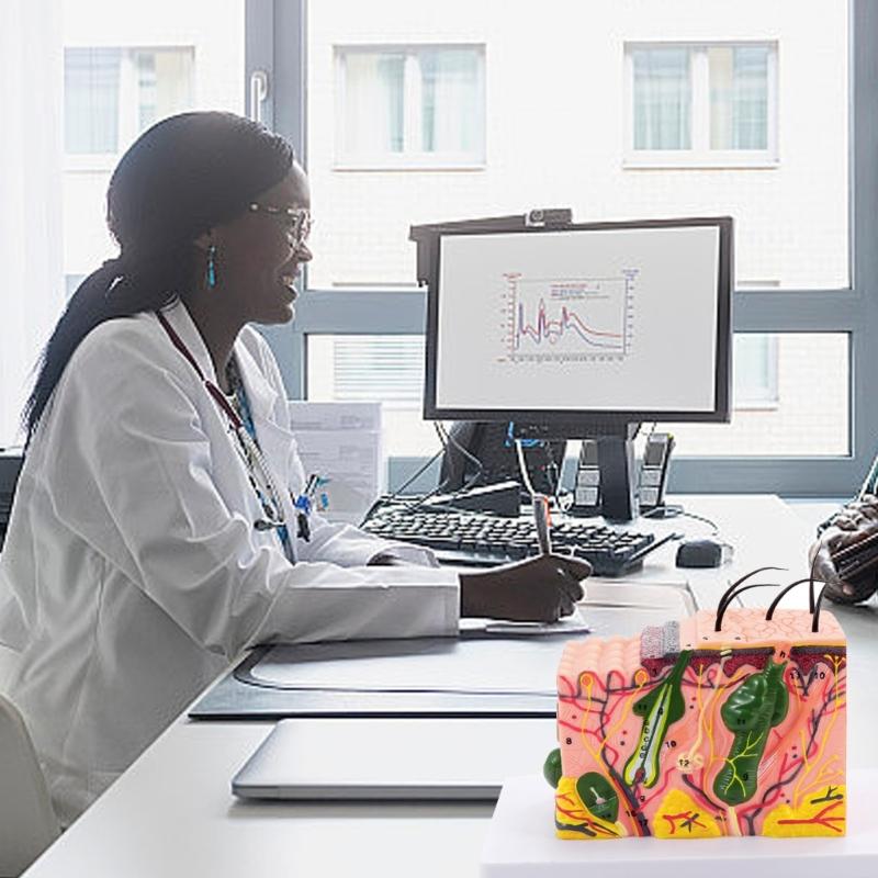 35/50/70/85X Enlarged Skin Model Skin Anatomical Model Teaching Tool for Classroom Study Display Teaching Medicals Model