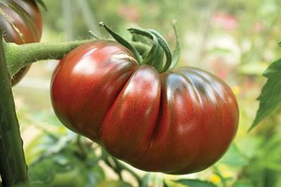35 semi di pomodoro nero di Crimea (Origine francese) - Ortaggio antico - semi contadini riproducibili - SemiSauvage