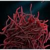 100pcs Earthworm Deep Red Soft Worm Bait Fake Baits Artificial Biomimicry Worm Luya Water Flea Sea Long 3.5cm Strip Fishy Smell