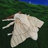 Adorabili Giocattoli di Peluche Insetto Baco da Seta Falena Falena della Luna Peluche Giocattolo Realistico Hyalophora Cecropia Appassionati di Insetti Bambini Regali di Natale