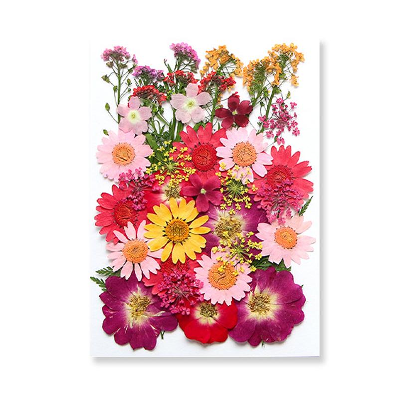 Dried Flowers Real Natural Plant Pressed Flower For Epoxy Resin Filling DIY Keychain Pendant Silicone Mold Jewelry Making Crafts