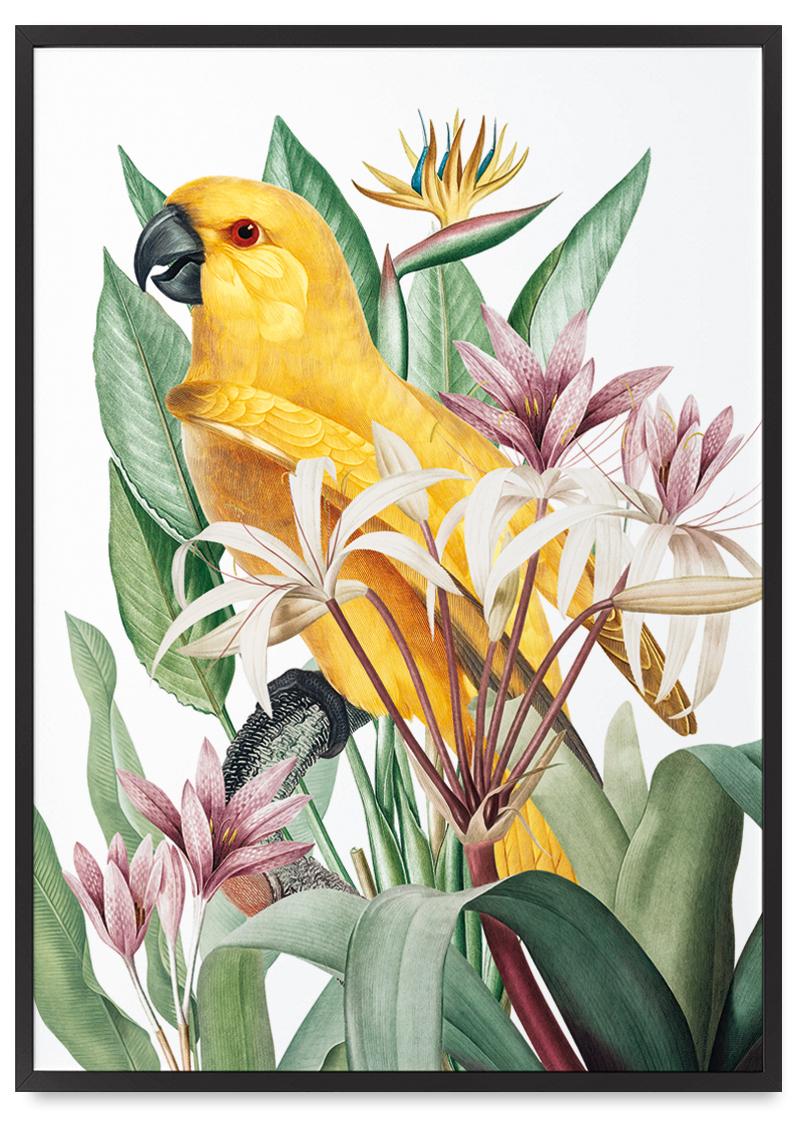 

Plakat papuga w egzotycznych kwiatach w czarnej ramce 21x30 cm