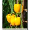 Yellow Bell Pepper Seeds, Golden Yellow Fleshy and Sweet Pepper Variety 200 Seeds