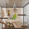 Wear-Resistant Bird Hanging Swing Wooden Bird Toy Hammock Bird Cage Standing  Bird Cage Accessories