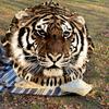 1 Stück Tiger-Print-Regenschirm - 8 Speichen verstärkt, Automatisches Öffnen, Leicht & Langlebig, Niedliches Modeaccessoire für Draußen - P55